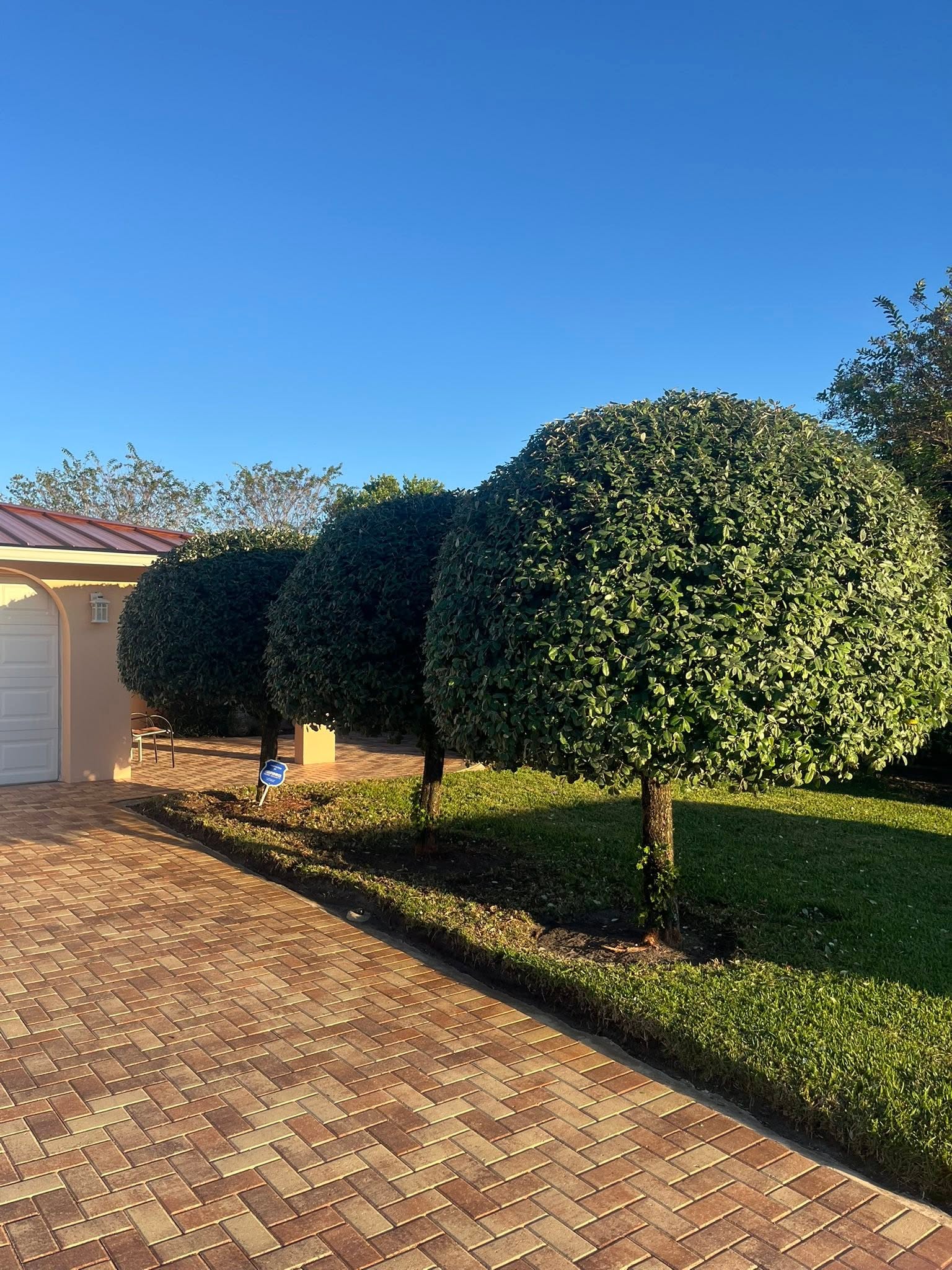 Manicured topiary trees along paver driveway