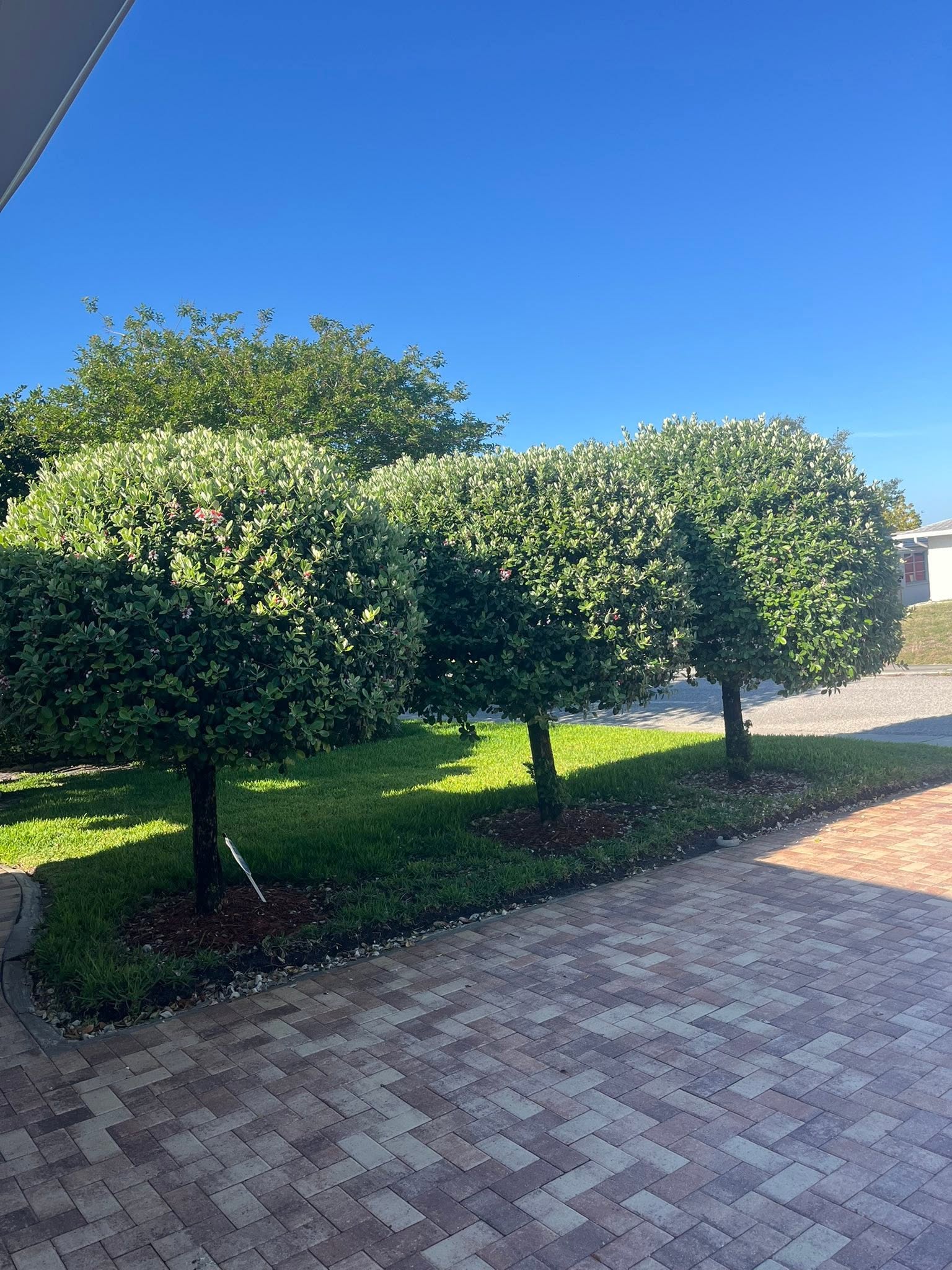 Trimmed round hedges along driveway
